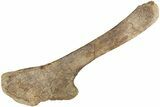 Hadrosaur (Edmontosaurus) Ischium Bone - Wyoming #232755-4